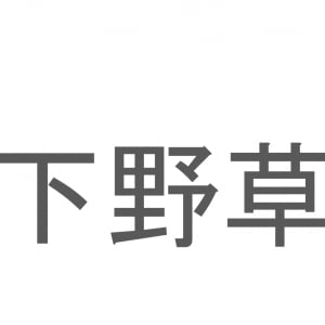 【読めたらスゴイ！】「下野草」とは一体何のこと！？園芸品種もある花の名前ですが・・・この漢字を読めますか？