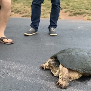 目にも止まらぬスピードで差し出されたソーセージを噛みちぎるカミツキガメの映像！これは恐ろしい