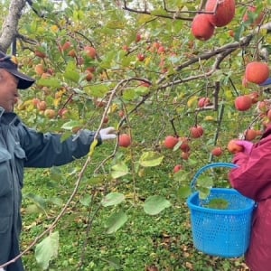 青森県の農家の人材確保を支援！農業の魅力に触れられる「農作業体験会」開催