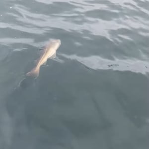 ド、ドロボー！！せっかく釣り上げたと思ったら大きな魚に獲物を横取りされちゃった