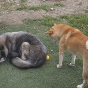 柴犬（兄）がウルフドッグ（妹）にボール投げをお願いした結果→「しゅん！ってなってる」