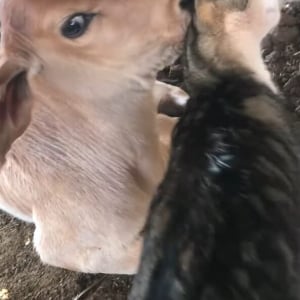 子猫は仔牛が大好き！スリスリして離れニャい！！【海外・動画】