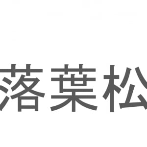 【読めたらスゴイ！】「落葉松」とは一体何のこと！？紅葉シーズンに美しい黄葉を見せてくれる木ですが・・・この漢字を読めますか？