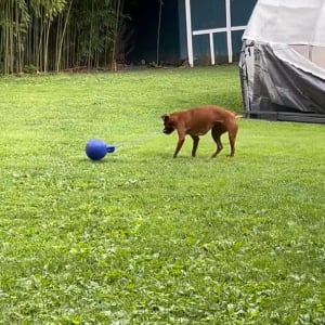 ボール遊びをするボクサー犬。ボールの紐をくわえてスイングさせる姿がアグレッシブ！！【アメリカ・動画】