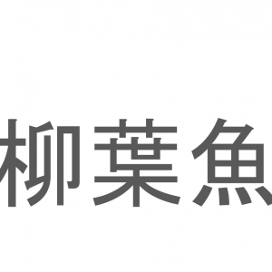 【読めたらスゴイ！】「柳葉魚」とは一体何のこと！？食卓やおつまみとしてもおなじみの魚ですが・・・この漢字を読めますか？