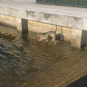 ビックリ！暑いからと水に入った犬！そこには魚の群れがいたようで【テンション爆上がり】