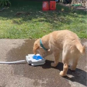 子犬が給水機で水遊び！？ペダルを踏むと水が出てきて楽しい～！！【アメリカ・動画】