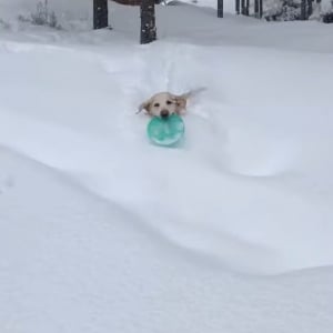 もう1回！雪の中にフリスビーを取りに行った愛犬はまだまだ遊びたい！！【アメリカ・動画】