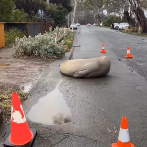 道路が一部閉鎖中！落石があったのかと思いきや・・岩ではなくアザラシだ！！【海外・動画】