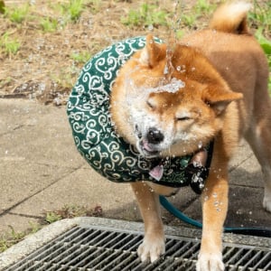 豪快すぎる！ 柴犬の大胆な水分補給に注目