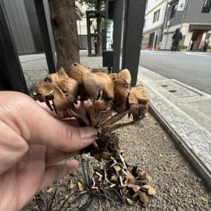 秋葉原の路上に生えていたキノコを採取して食べようとした結果→ 衝撃の結末