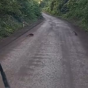 まだまだいるよ！道路を横断するハナグマ家族。もう全員通ったかなと思ったら・・次々に家族が現れた！！