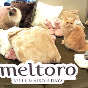 ベルメゾン meltoro メルトロ が猫ちゃんの肌触りと同じぐらいふわふわで温か！ 新作もいろいろ登場、ネコちゃん撫でてる感覚でぬくぬく