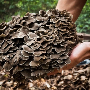 山梨県丹波山村のふるさと納税に、稀少な「原木舞茸」やウイスキー「丹波山」が登場！