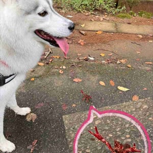 ハスキー犬は威嚇されている事に気付いていない！？そのお相手は・・「灯台下暗し」「なんなら見てすらない気がします」