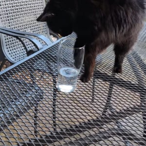 水が飲みたいネコ。グラスにおててを伸ばしても飲めないと気が付き取った手段に驚き！【海外・動画】