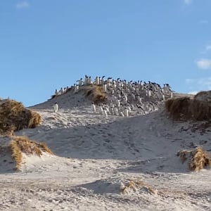 砂丘を必死に駆け下りるペンギンたちの群れがかわいすぎる！