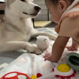 赤ちゃんとハスキー犬がオモチャを見せ合い！互いに自慢しあう様子に「尊すぎる」「ずっと見ていられる」