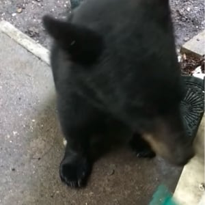 熊手でクマの体をカキカキ！ブラッシングにクマもウットリ？【アメリカ・動画】