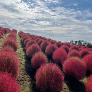 【滋賀県高島市】「びわこ箱館山」で8000株の紅葉コキアが見頃に！秋を彩る季節の花々も満開