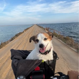 海沿いの一本道を愛犬とおさんぽ！自転車のカゴから最高の眺めを堪能する姿が絵になる【海外・動画】