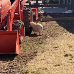 ブタが背中やお尻をカキカキ。トラクターのタイヤは体を掻くためのブラシなの！？【アメリカ・動画】