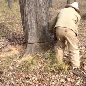 え！？どういう事！？大木を切ったら中から犬が出てきた！！