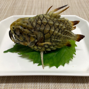 海のダイヤモンド「マツカサウオ」を捌いて食べてみた結果