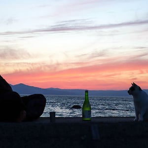 熊本 天草 の小さな島々に絶景＆絶品グルメがいっぱい！ イルカ遭遇率90％以上！ 島全体が猫カフェな湯島や極上リゾート＆温泉でリセットする旅へ