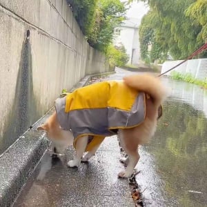 柴犬が滝行！？謎の遊びに没頭する姿に「しっぽフリフリかわいすぎ」「とてもご機嫌ですね」