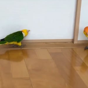 逃げるインコに追うインコ。2羽のシロハラインコのやりとりに反響「猛アピールなのかしら？」