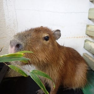 ニデックが愛知県蒲郡市の竹島水族館へ、カピバラを寄贈＆名前を「めめ」に決定！