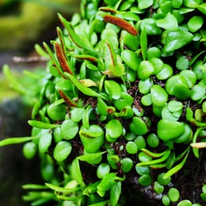 【東京都青ヶ島村のここが好きシリーズ】青ヶ島のそこらじゅうにある小さな粒々の植物が好き