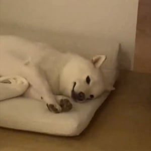 眠そうにしている柴犬。寝付くまでの様子がかわいすぎると話題に「人間の赤ちゃんみたい」「かわいすぎてたまりません」