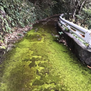 【東京都青ヶ島村のここが好きシリーズ】青ヶ島の忘れられた道が好き