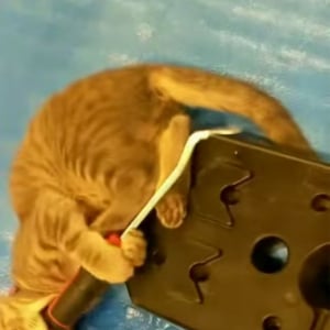 子猫がDIYに参加！？床張り作業をする飼い主さんから工具を拝借！【アメリカ・動画】