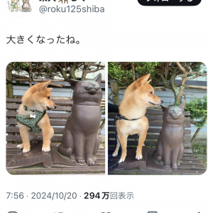 「大きくなったね！」 柴犬の劇的なビフォーアフター写真にほっこり