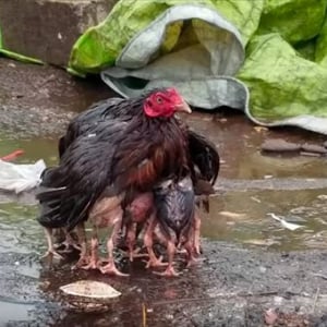 雨の中で必死に我が子の傘になり守ろうとする母鶏の姿に心打たれる