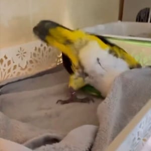 ひとり遊びを楽しむインコ。その動きに鳥の概念が崩れる！？「気持ちよさそう」「 休日の自分みたい」