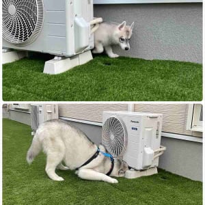 小さい頃は室外機の裏に入ることができたけれど・・。ハスキー犬の成長がわかるビフォーアフターの写真が話題に