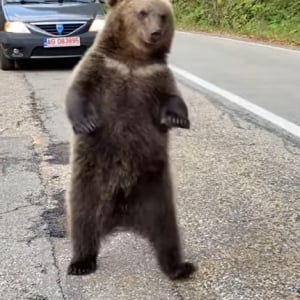 車道にあらわれたクマを興奮させないように運転するドライバーたち。そんな緊迫感ある中、渦中のクマたちはなんだかまったりしていました