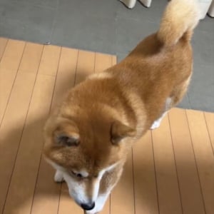 控えめなアピールがいじらしくてかわいい！撫でてほしい柴犬はお座りして・・飼い主さんをじっと見つめてる！