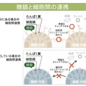 間質性肺炎への有効性が期待され注目を集めている「糖鎖」―最新の糖鎖研究に関するメディア発表会レポート