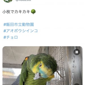 小枝でカキカキ！インコの器用すぎるお手入れ姿に注目