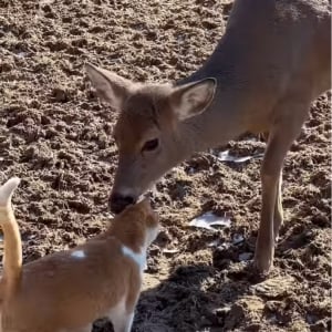 ネコが出会ったのは優しいシカ。頭をペロペロしてもらってハッピー！【アメリカ・動画】