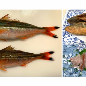 【未利用魚】沖縄の県魚グルクンの一種？ ニセタカサゴは安くて万能だからお惣菜魚として優秀だよ！