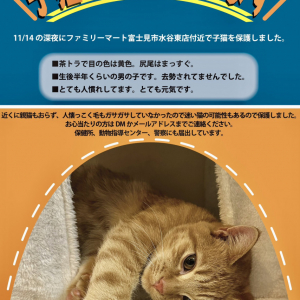 後藤まりこさんが子猫を保護 / インターネット上で飼い主を探す