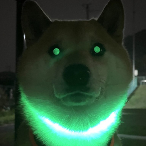 まるでRPGのラスボス？  夜道で光る帰りたくない柴犬