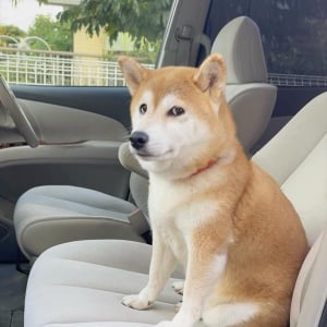 行きたい公園とは違った？心境を物語る柴犬の表情が話題に「ここじゃないというお目め」「何か不満顔ですね」