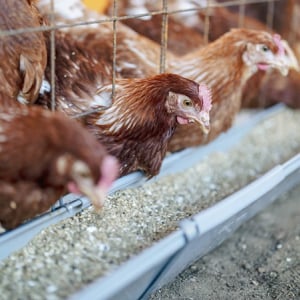 【岡山県西粟倉村】地域の未利用資源を飼料にする平飼い養鶏スタート。来年1月に有精卵を全国発売